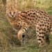 gattopardo